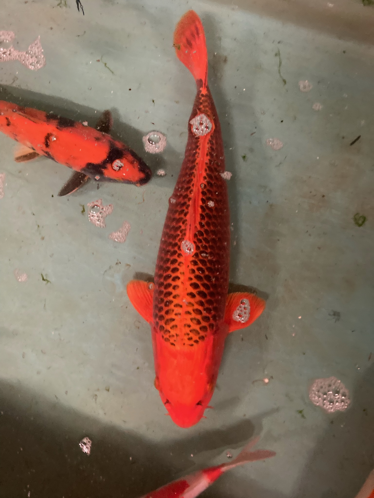 60 cm