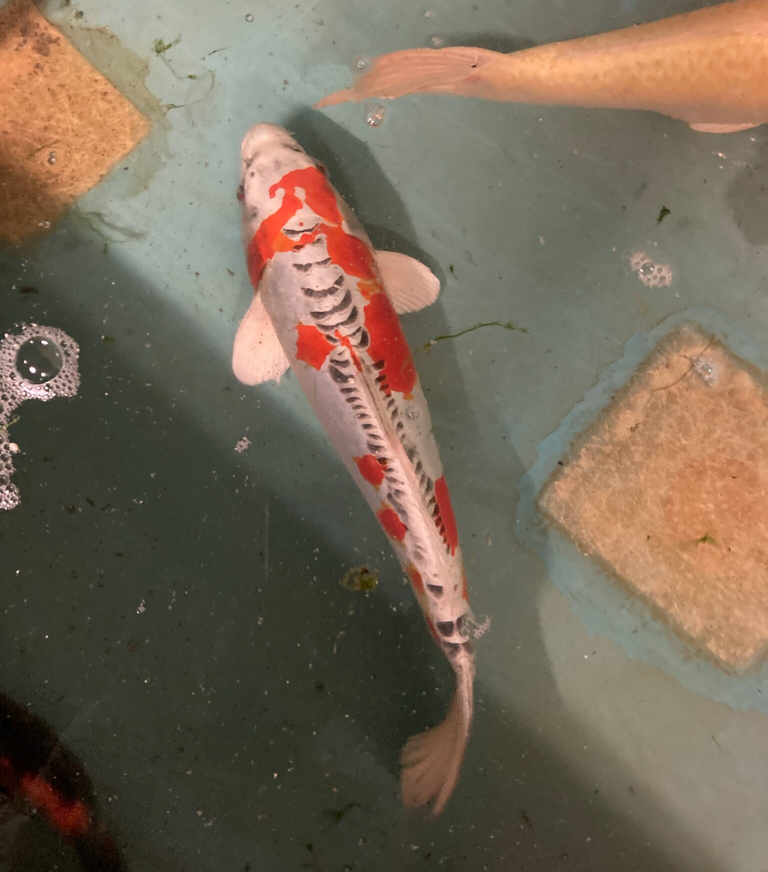 38 cm