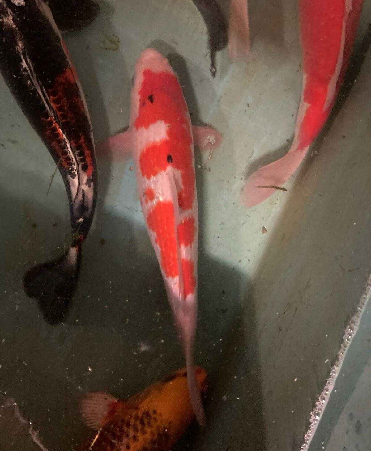 35 cm