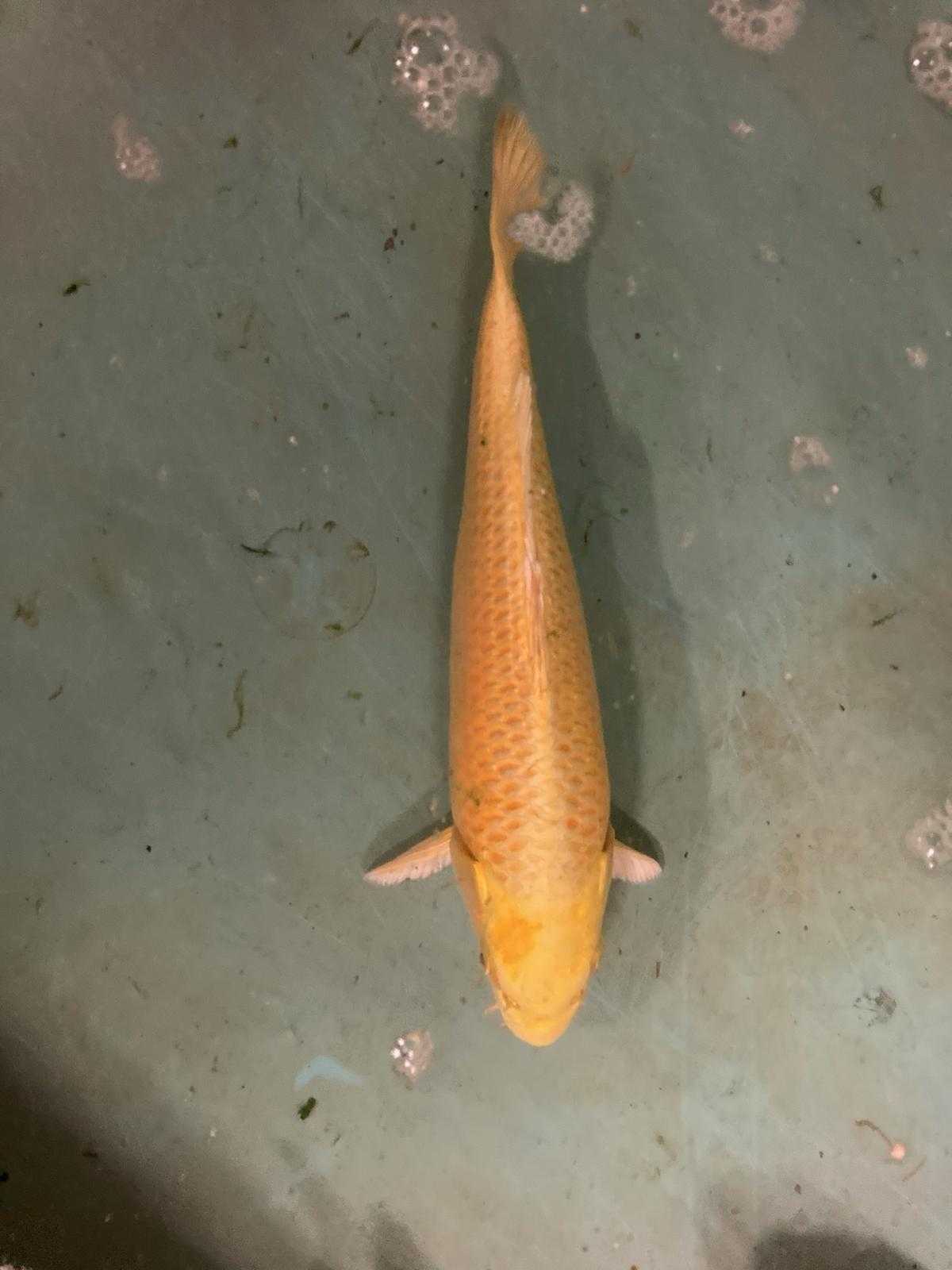45 cm