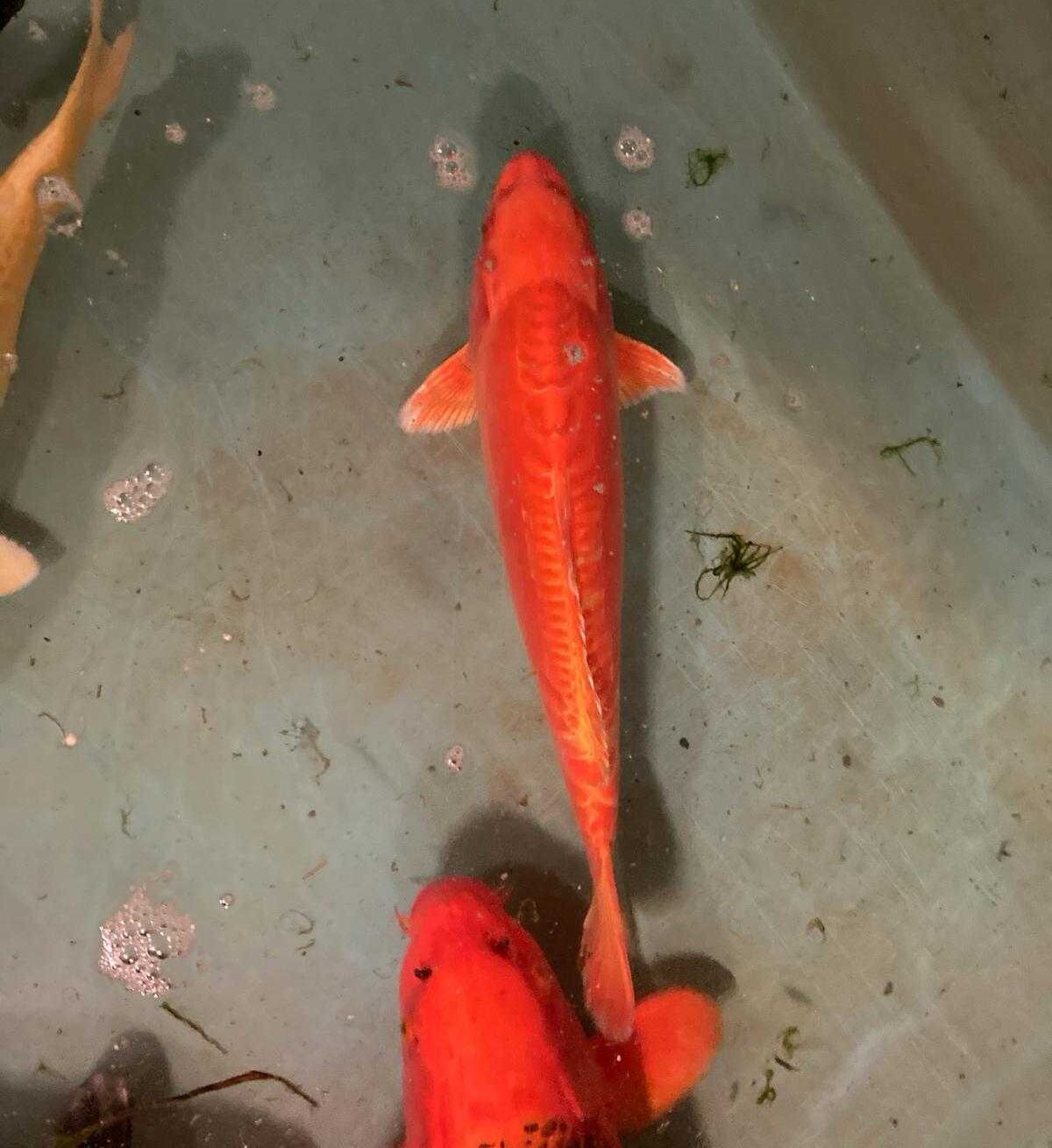 35 cm