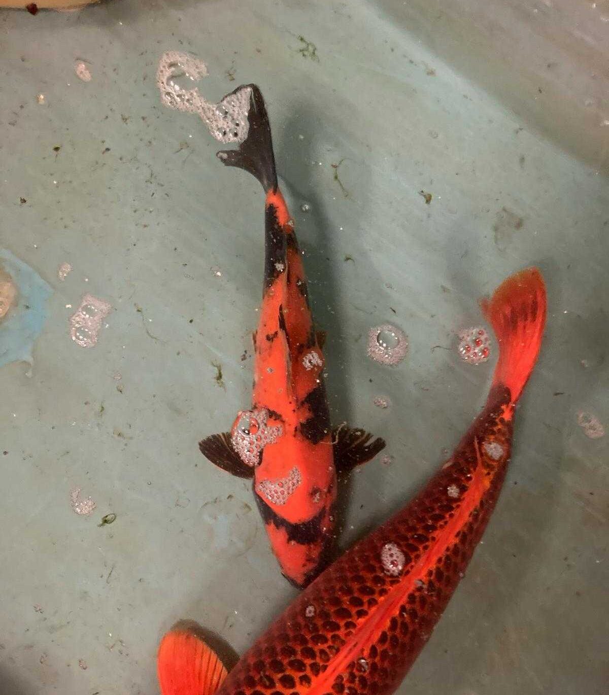 35 cm