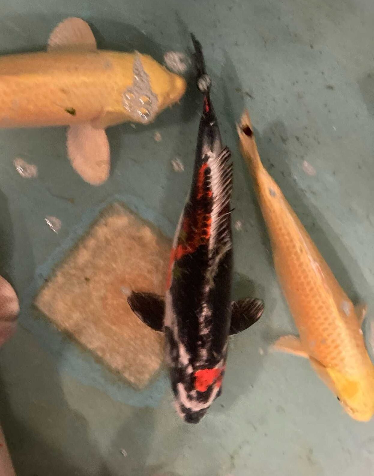 38 cm
